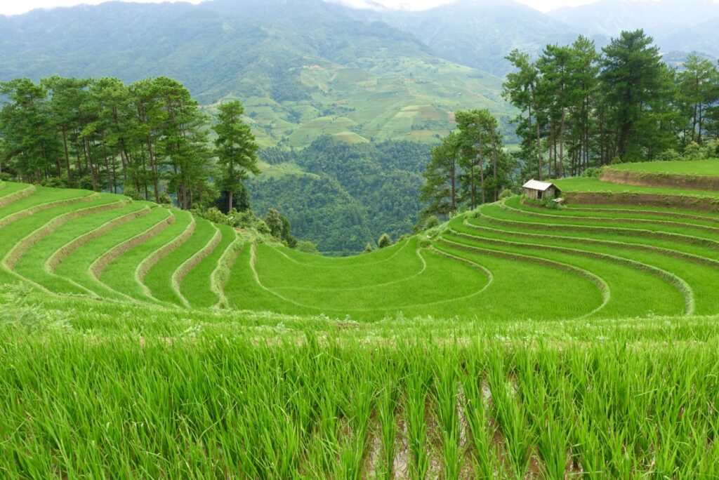 Vành Móng ngựa